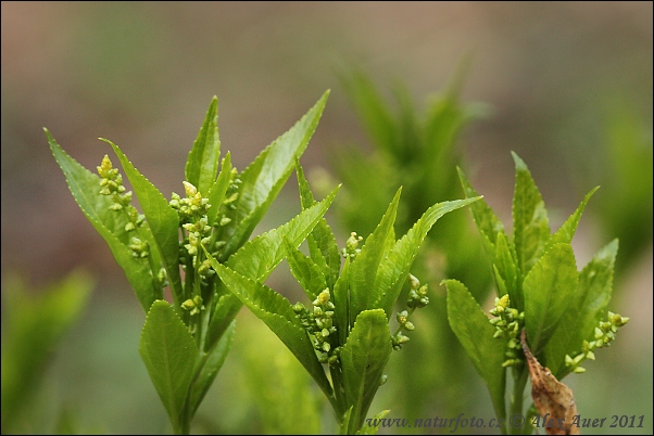 Bažanka trváca (Mercurialis perennis)