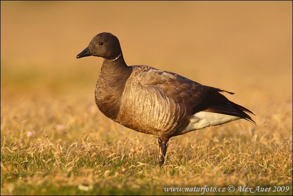 Bernikla tmavá (Branta bernicla)