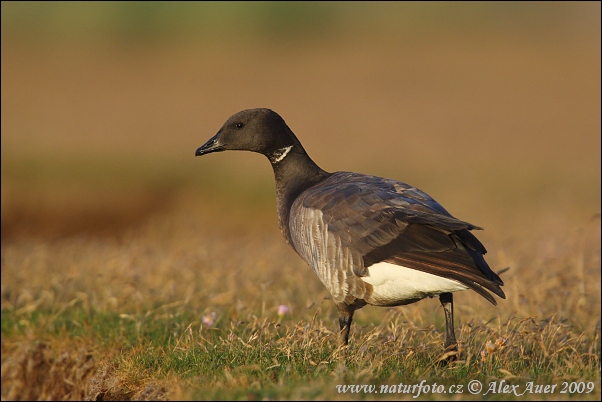 Bernikla tmavá (Branta bernicla)