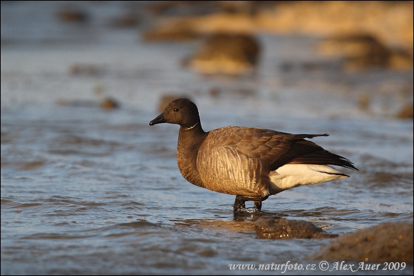 Bernikla tmavá (Branta bernicla)