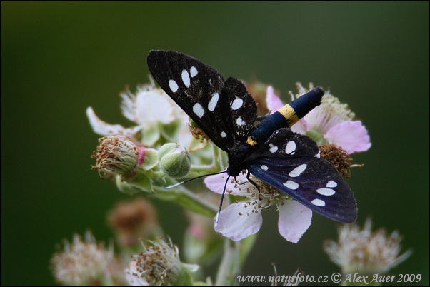 Bieloškvrnáč púpavcový (Amata phegea)