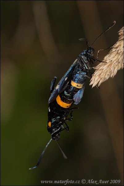 Bieloškvrnáč púpavcový (Amata phegea)