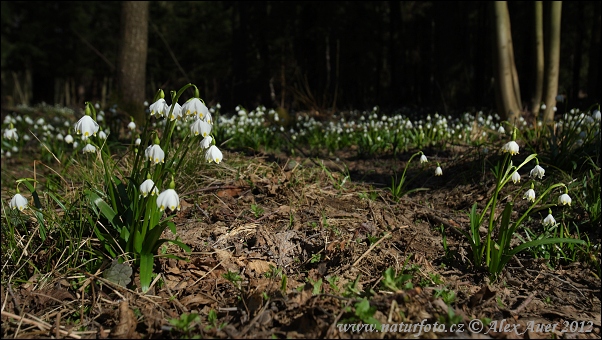 Bleduľa jarná (Leucojum vernum)