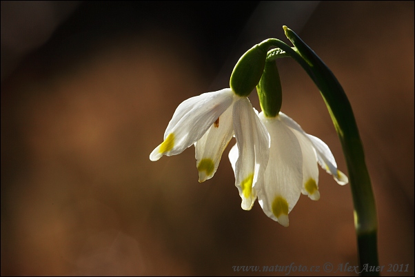 Bleduľa jarná (Leucojum vernum)