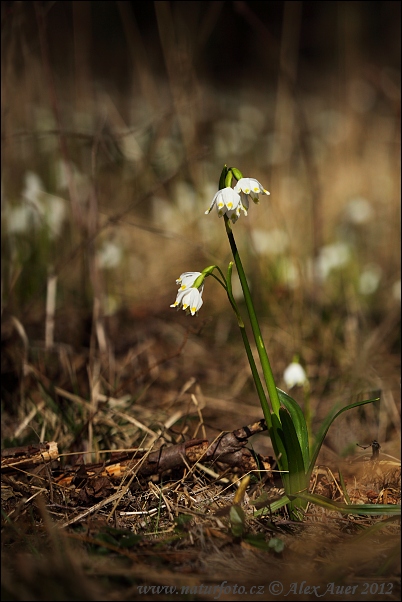 Bleduľa jarná (Leucojum vernum)