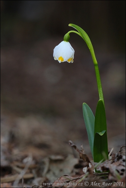 Bleduľa jarná (Leucojum vernum)