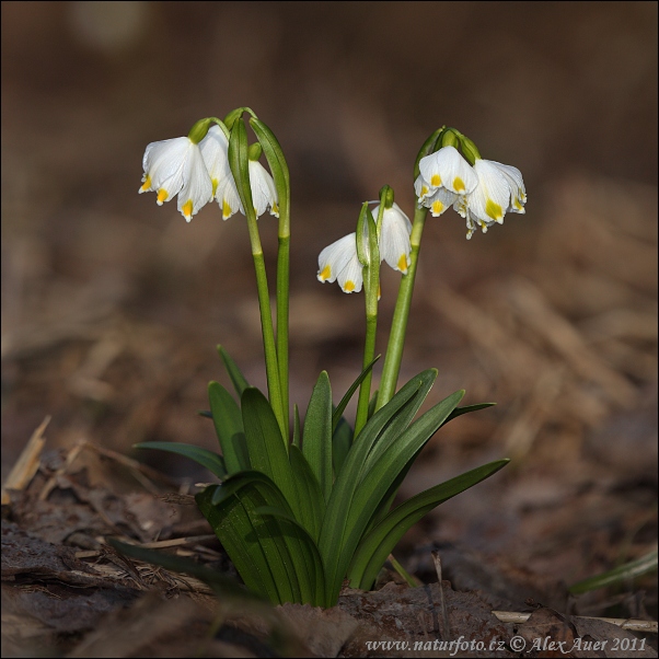 Bleduľa jarná (Leucojum vernum)