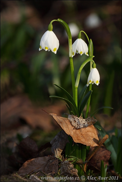 Bleduľa jarná (Leucojum vernum)