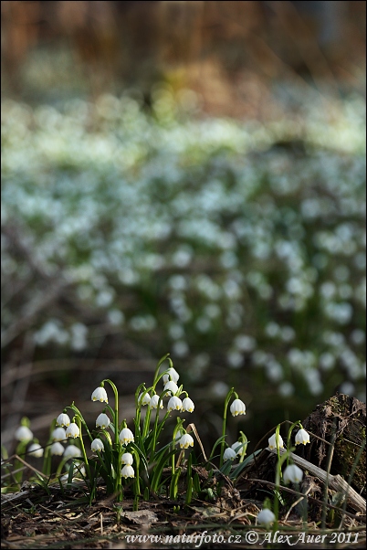 Bleduľa jarná (Leucojum vernum)