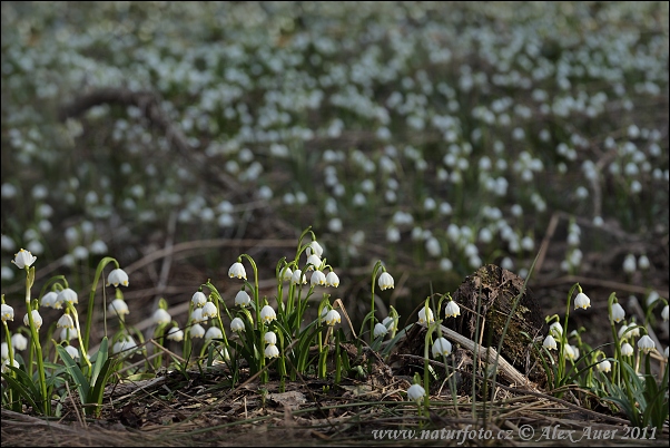 Bleduľa jarná (Leucojum vernum)