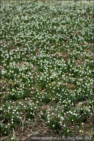 Bleduľa jarná (Leucojum vernum)