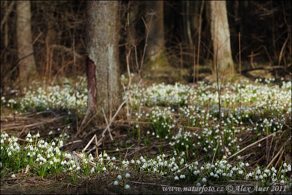 Bleduľa jarná (Leucojum vernum)