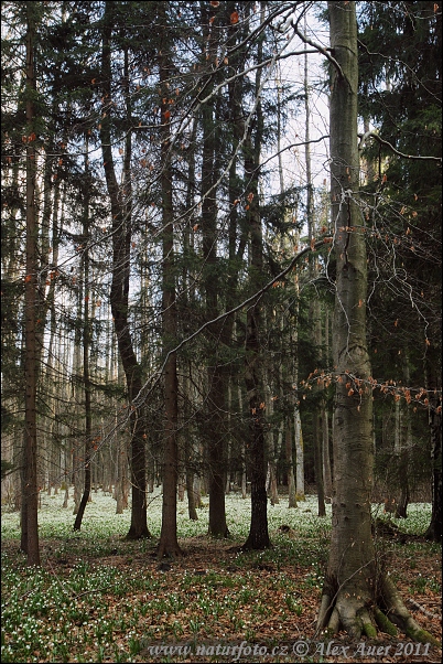 Bleduľa jarná (Leucojum vernum)