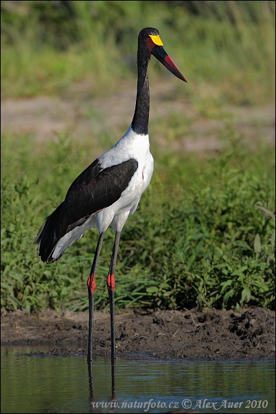 Bocian sedlatý (Ephippiorhynchus senegalensis)