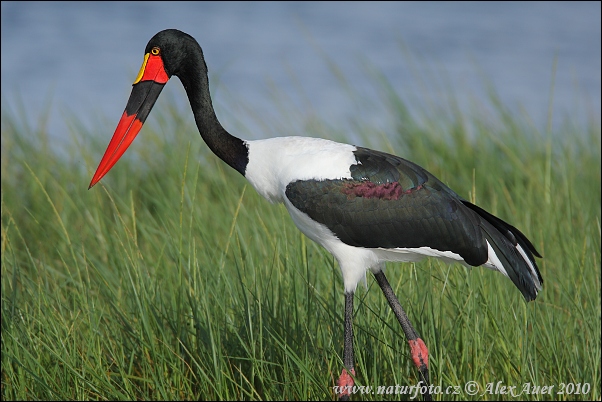 Bocian sedlatý (Ephippiorhynchus senegalensis)