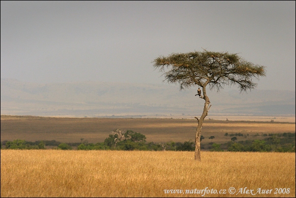 Botswana (BW)