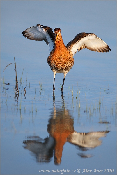 Brehár čiernochvostý (Limosa limosa)