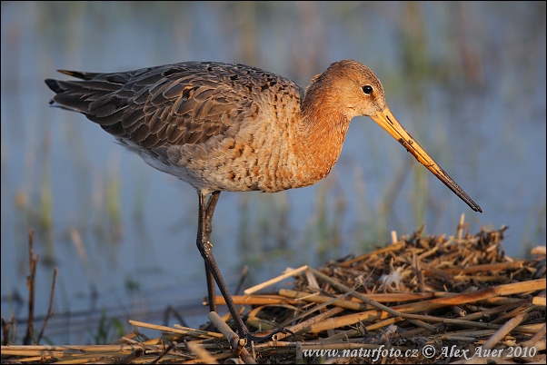 Brehár čiernochvostý (Limosa limosa)