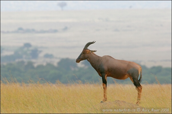 Byvolec lýrorohý (Damaliscus lunatus)