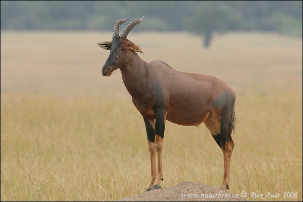 Byvolec lýrorohý (Damaliscus lunatus)