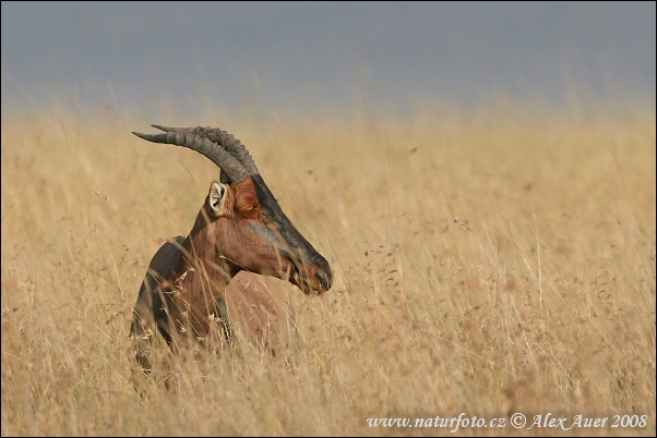 Byvolec lýrorohý (Damaliscus lunatus)