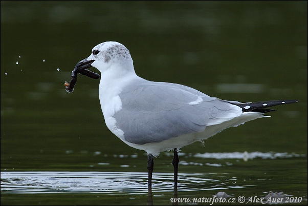 Cajka aztécka (Leucophaeus atricilla)