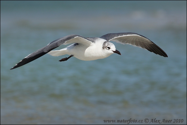 Cajka aztécka (Leucophaeus atricilla)