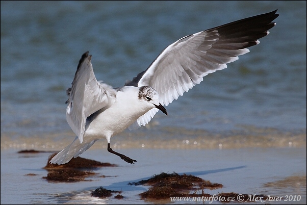 Cajka aztécka (Leucophaeus atricilla)