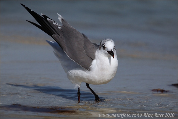 Cajka aztécka (Leucophaeus atricilla)