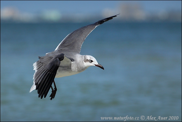 Cajka aztécka (Leucophaeus atricilla)