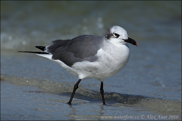 Cajka aztécka (Leucophaeus atricilla)