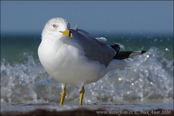 Cajka obrúckozobá (Larus delawarensis)