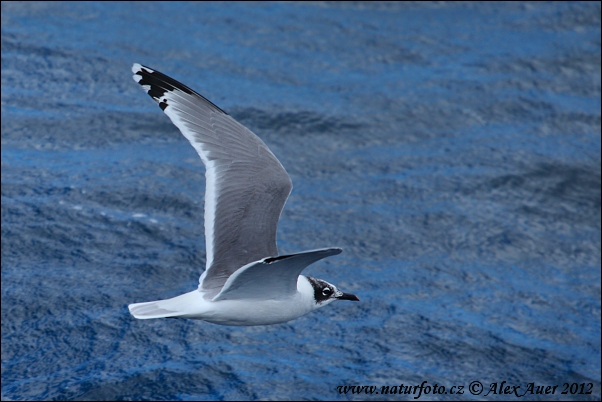 Cajka prériová (Leucophaeus pipixcan)