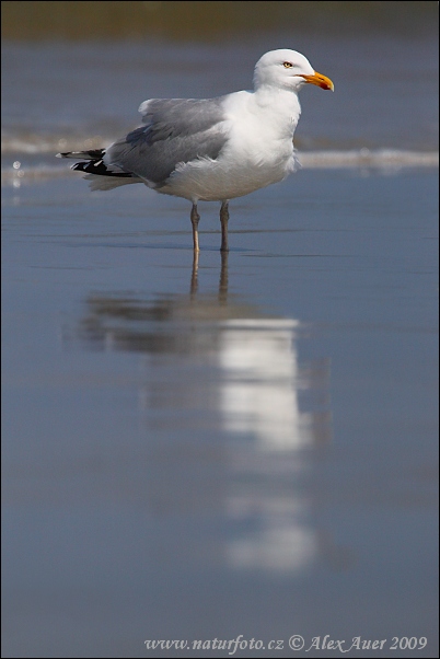 Čajka striebristá (Larus argentatus)