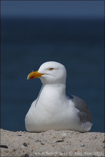 Čajka striebristá (Larus argentatus)