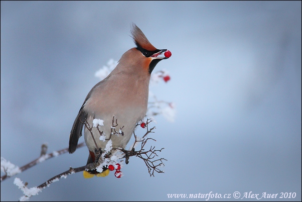 Chochláč severský (Bombycilla garrulus)