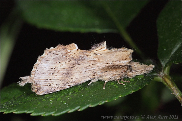 Chochlatka dvojzúbková (Pterostoma palpinum)