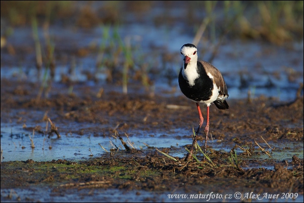 Cíbik bielokrídly (Vanellus crassirostris)