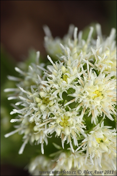 Deväťsil biely (Petasites albus)