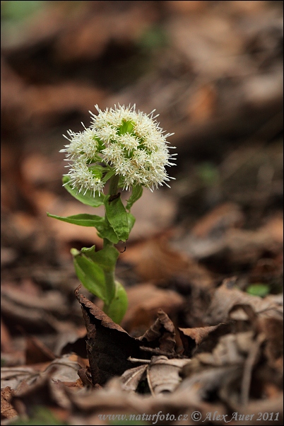 Deväťsil biely (Petasites albus)