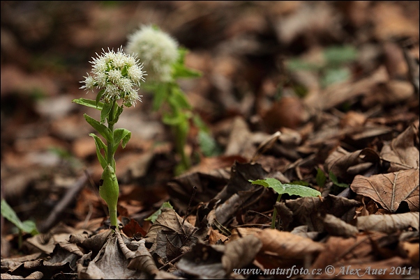 Deväťsil biely (Petasites albus)