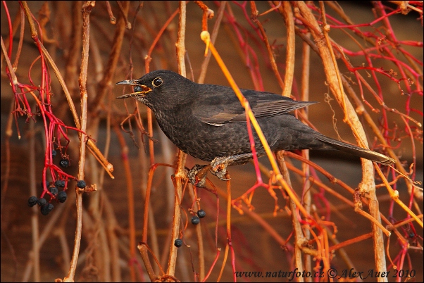 Drozd čierny (Turdus merula)