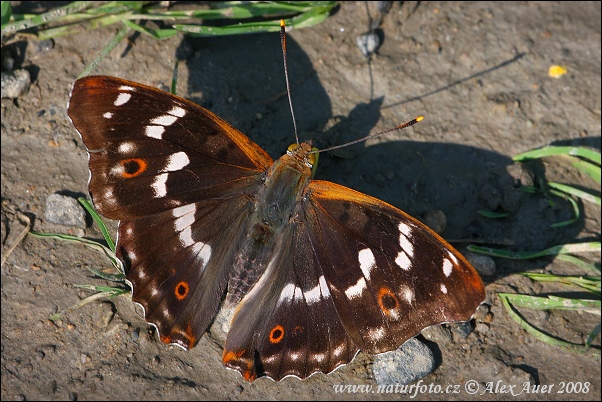 Dúhovec menší (Apatura ilia)