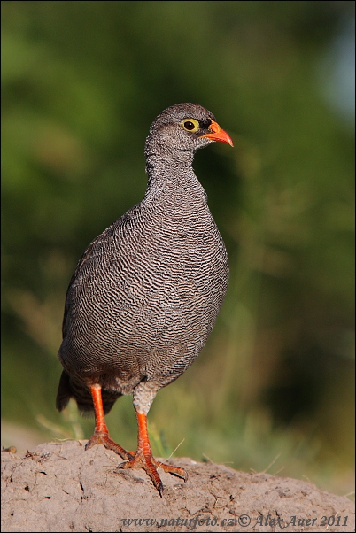 Frankolínec červenozobý (Francolinus adspersus)