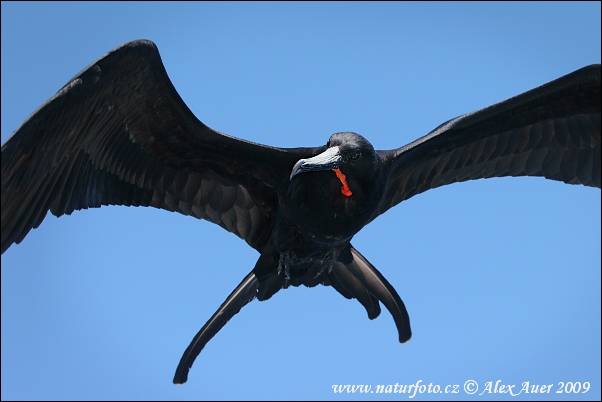 Fregata orlia (Fregata magnificens)