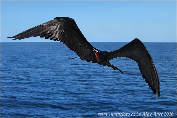 Fregata orlia (Fregata magnificens)