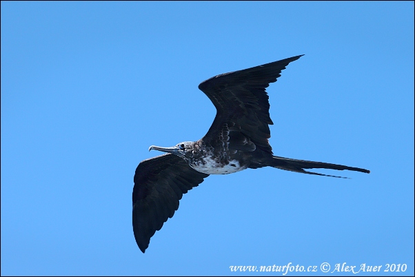 Fregata orlia (Fregata magnificens)