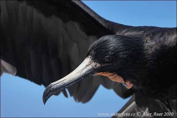 Fregata orlia (Fregata magnificens)