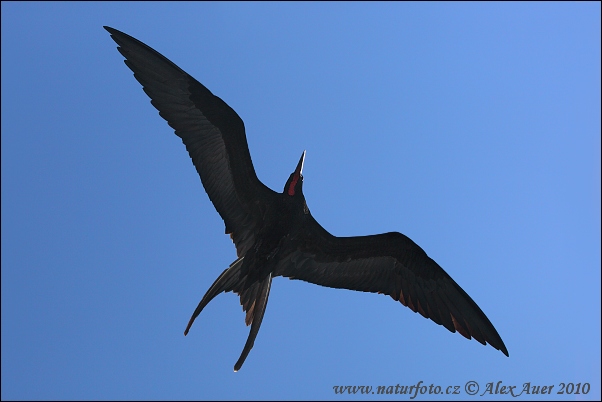 Fregata orlia (Fregata magnificens)