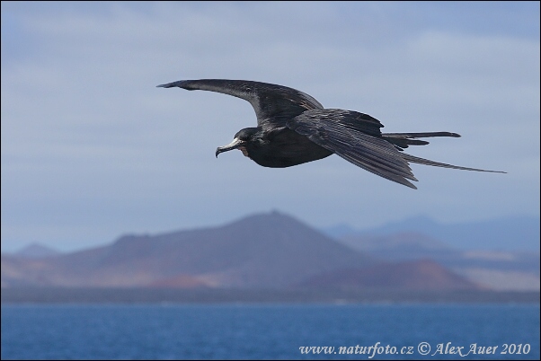 Fregata orlia (Fregata magnificens)